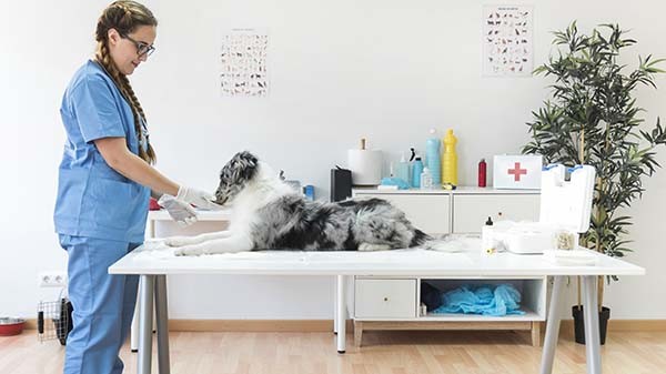 Limpieza profesional para clínicas veterinarias